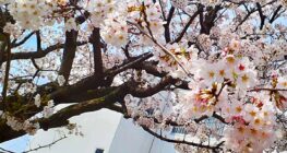 今年も桜が咲いております