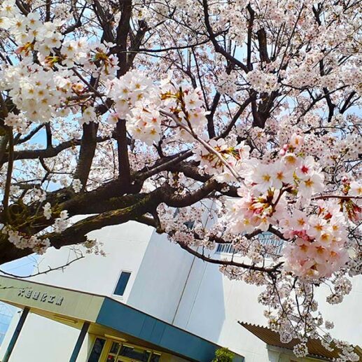 今年も桜が咲いております